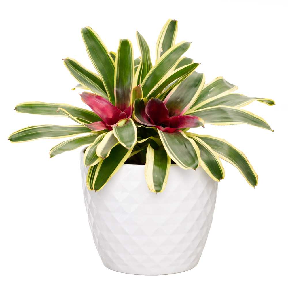 Various Neoregelia 6 in Pot