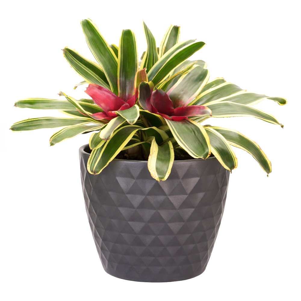 Neoregelia variée pot 6 po