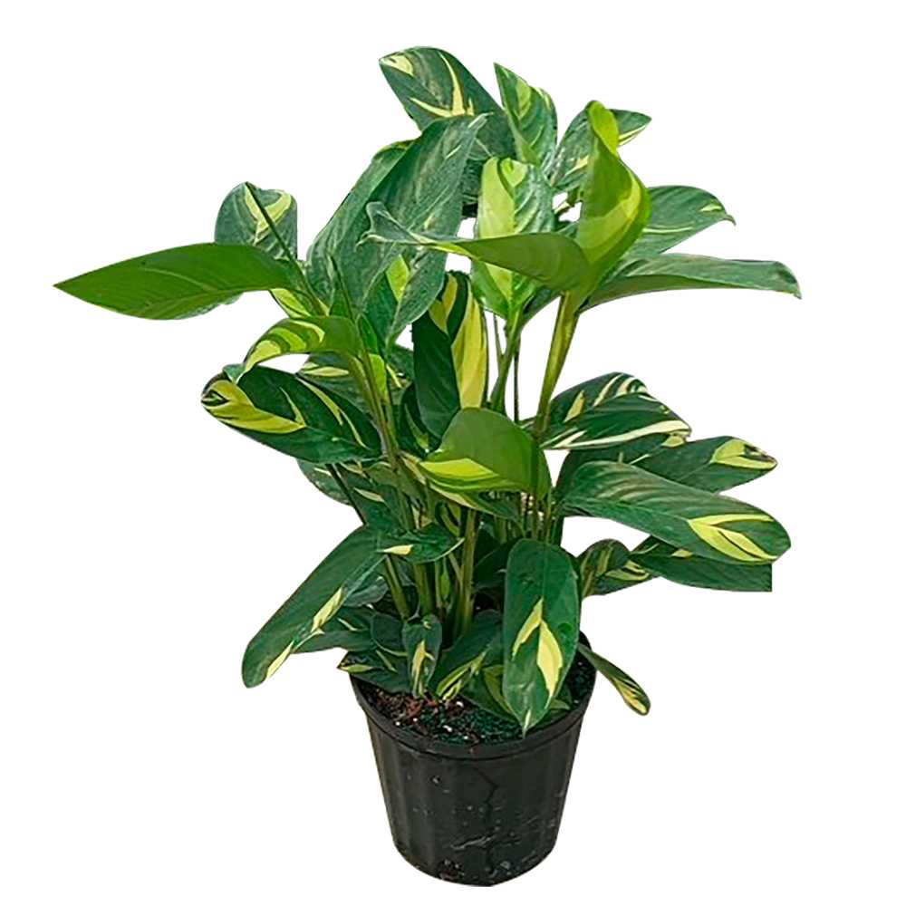 Lubbersiana pot de 10 po