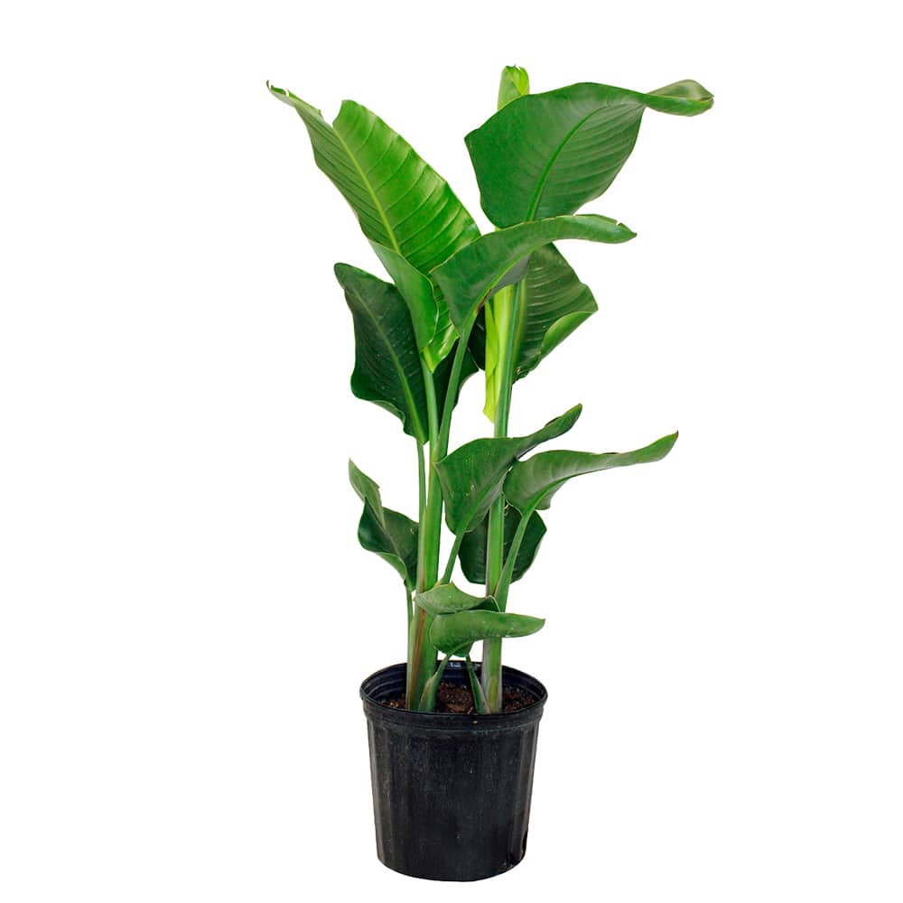 Oiseau de paradis blanc pot 10 po