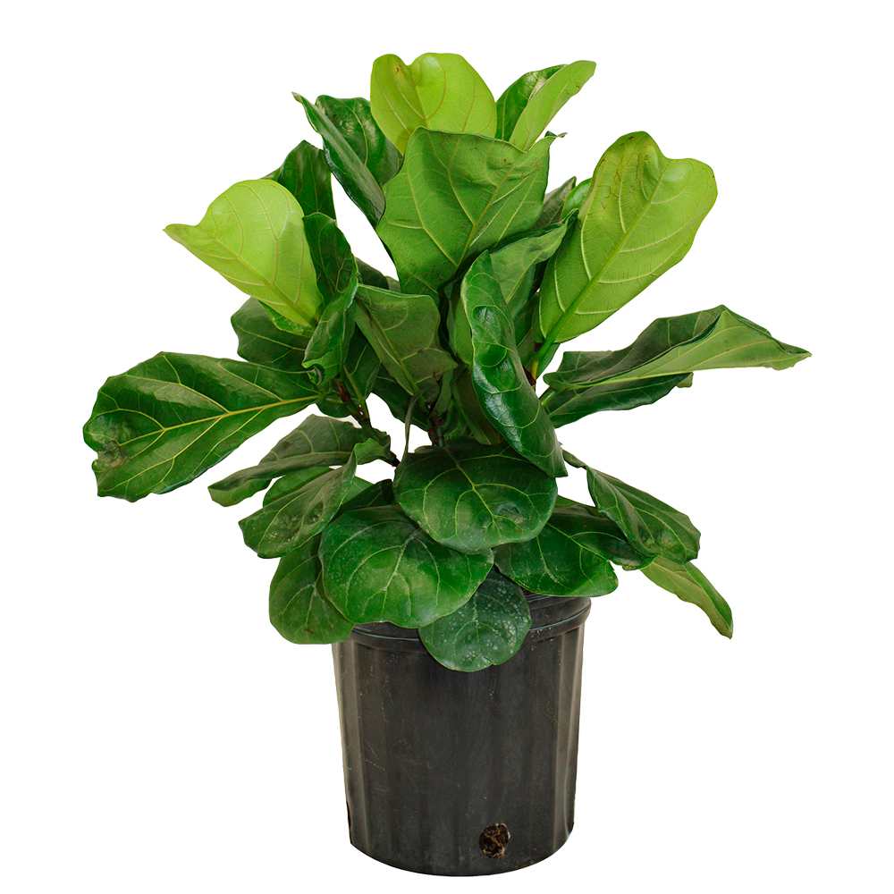 Ficus Lyrata buisson à larges feuilles 10 po