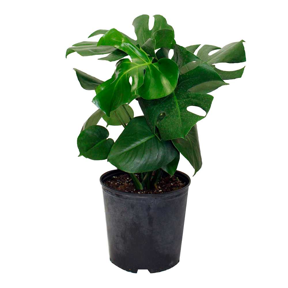Philodendron monstera deliciosa 10 po
