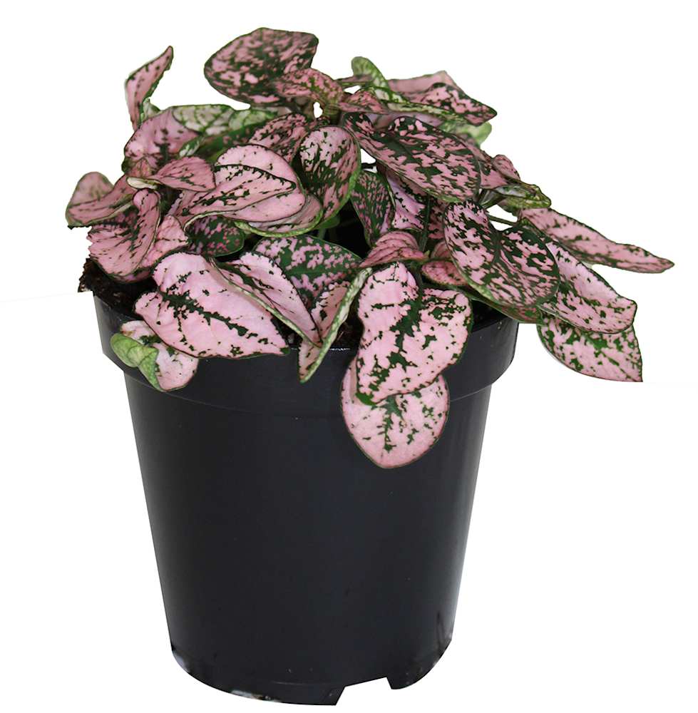 Hypoestes roses 3&nbsp;1/2&nbsp;po