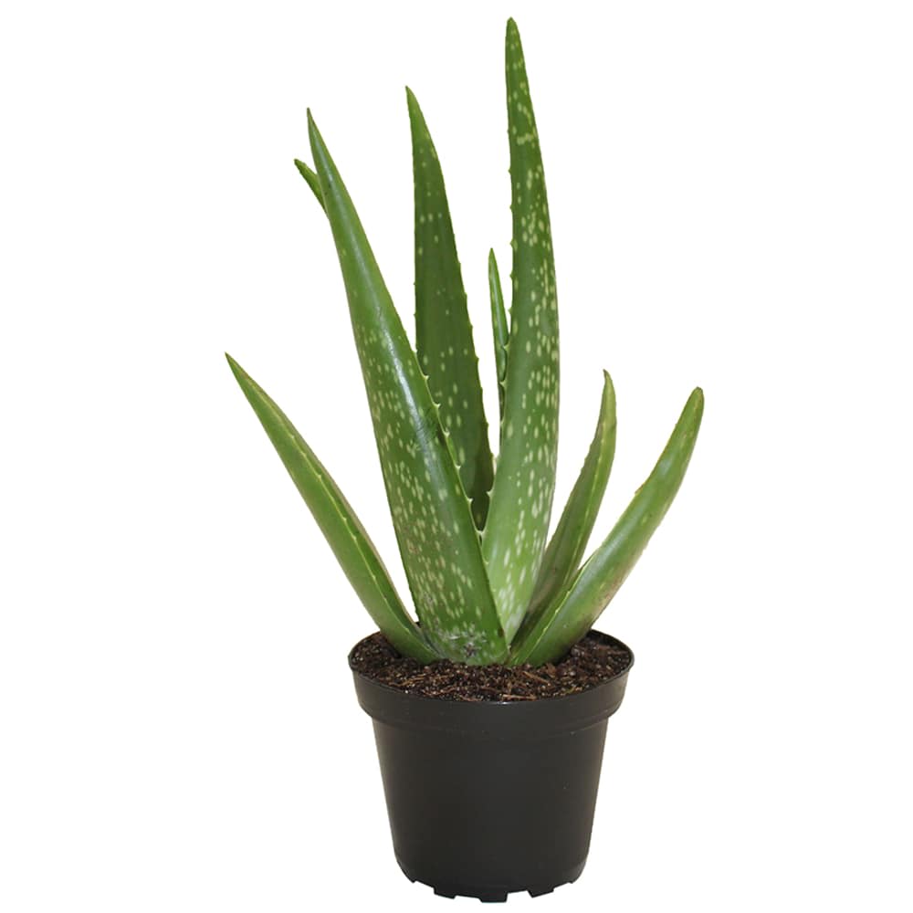 Aloes Vera Barbadensis 4&nbsp;po