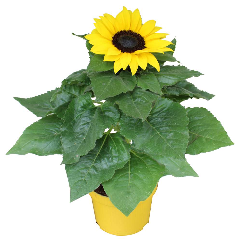 Tournesol 1PPP cache pot Sunshine 5&nbsp;po