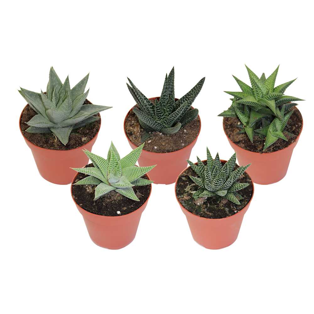 Various Hawortia 4&nbsp;in Pot