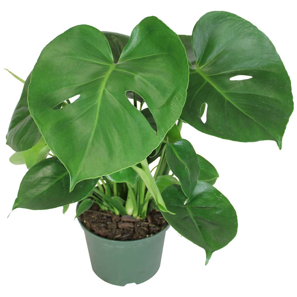 Philodendron Monstera Deliciosa 5&nbsp;in Pot