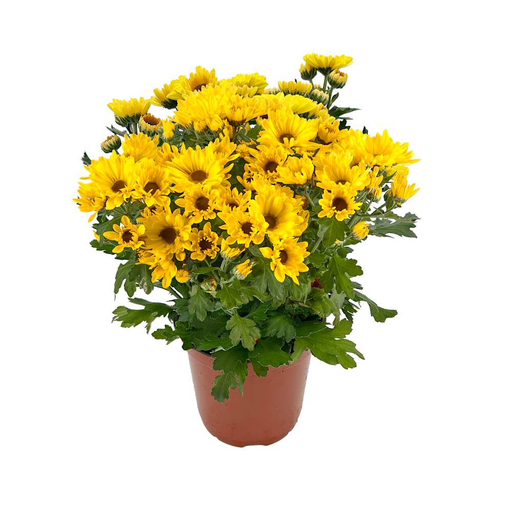 Chrysanthemum Vyron 6&nbsp;in Pot