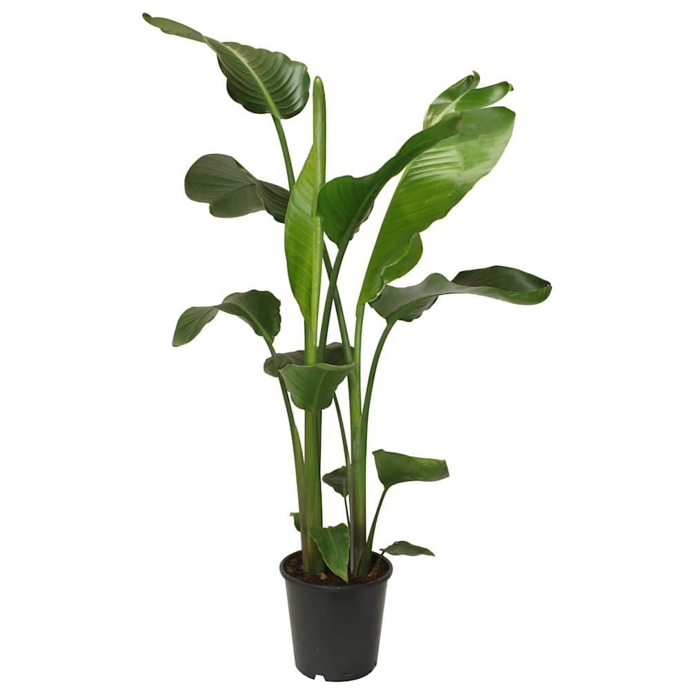 Bird of Paradise 8&nbsp;in Pot