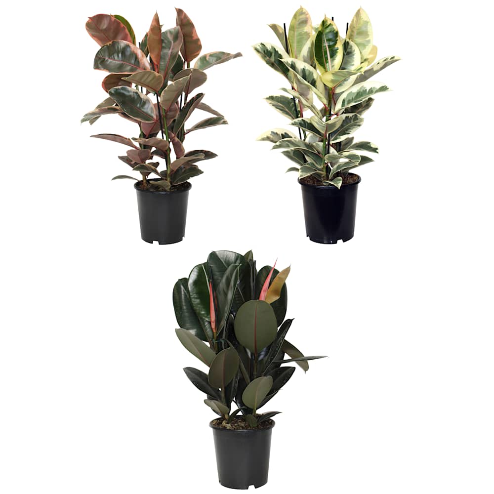 Ficus Elastica 8&nbsp;in Pot