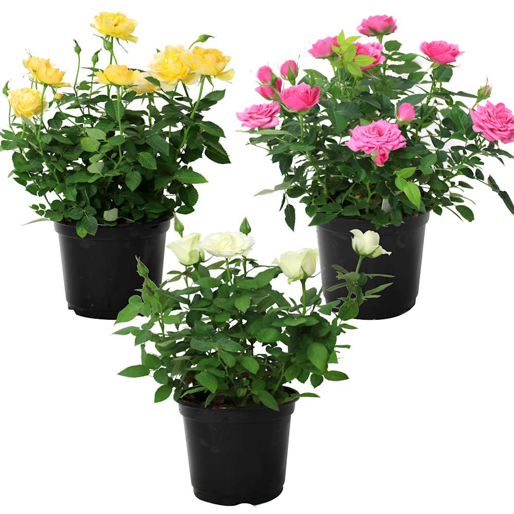 Mini Rose Bush 6&nbsp;in Pot
