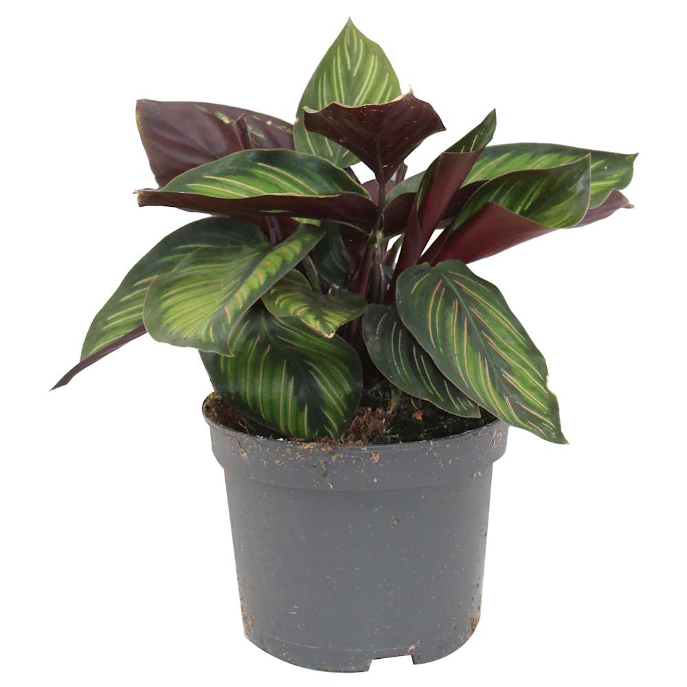 Calathea Beauty Star 5&nbsp;in Pot