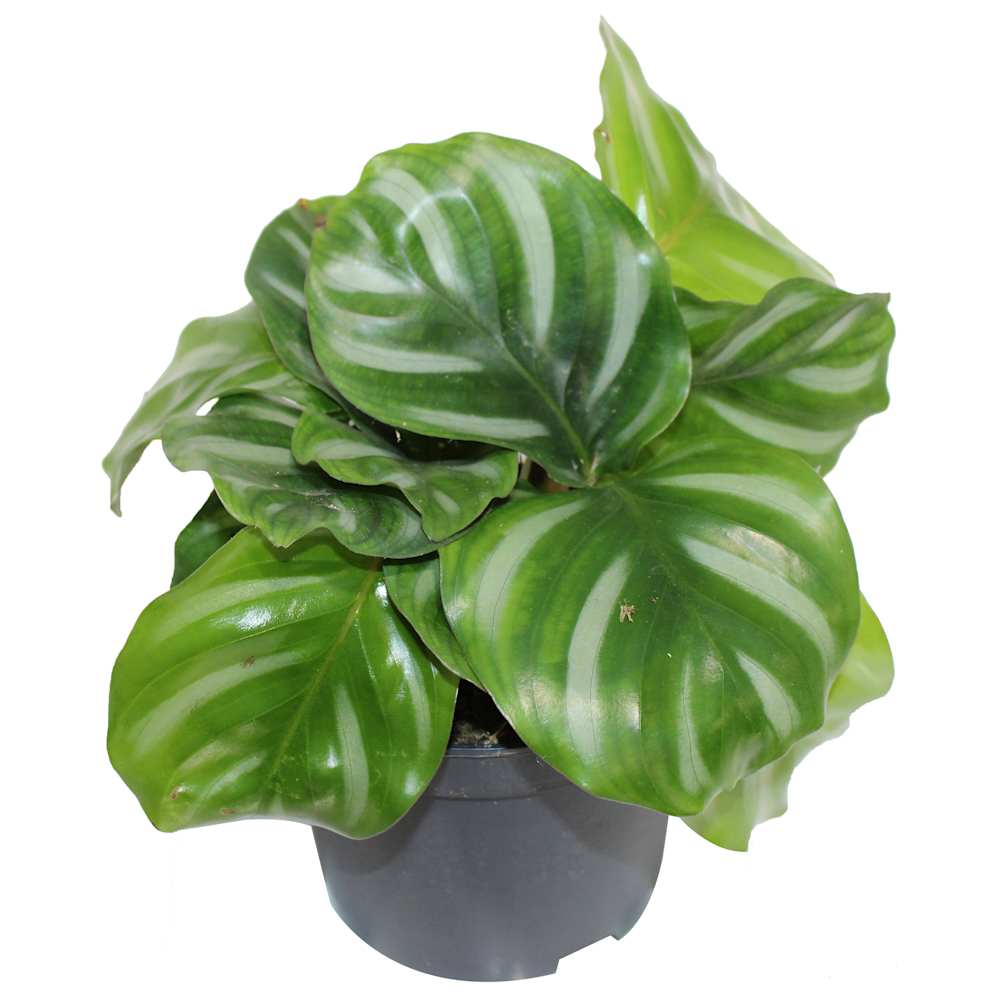 Calathea White Fasciata 5&nbsp;in Pot