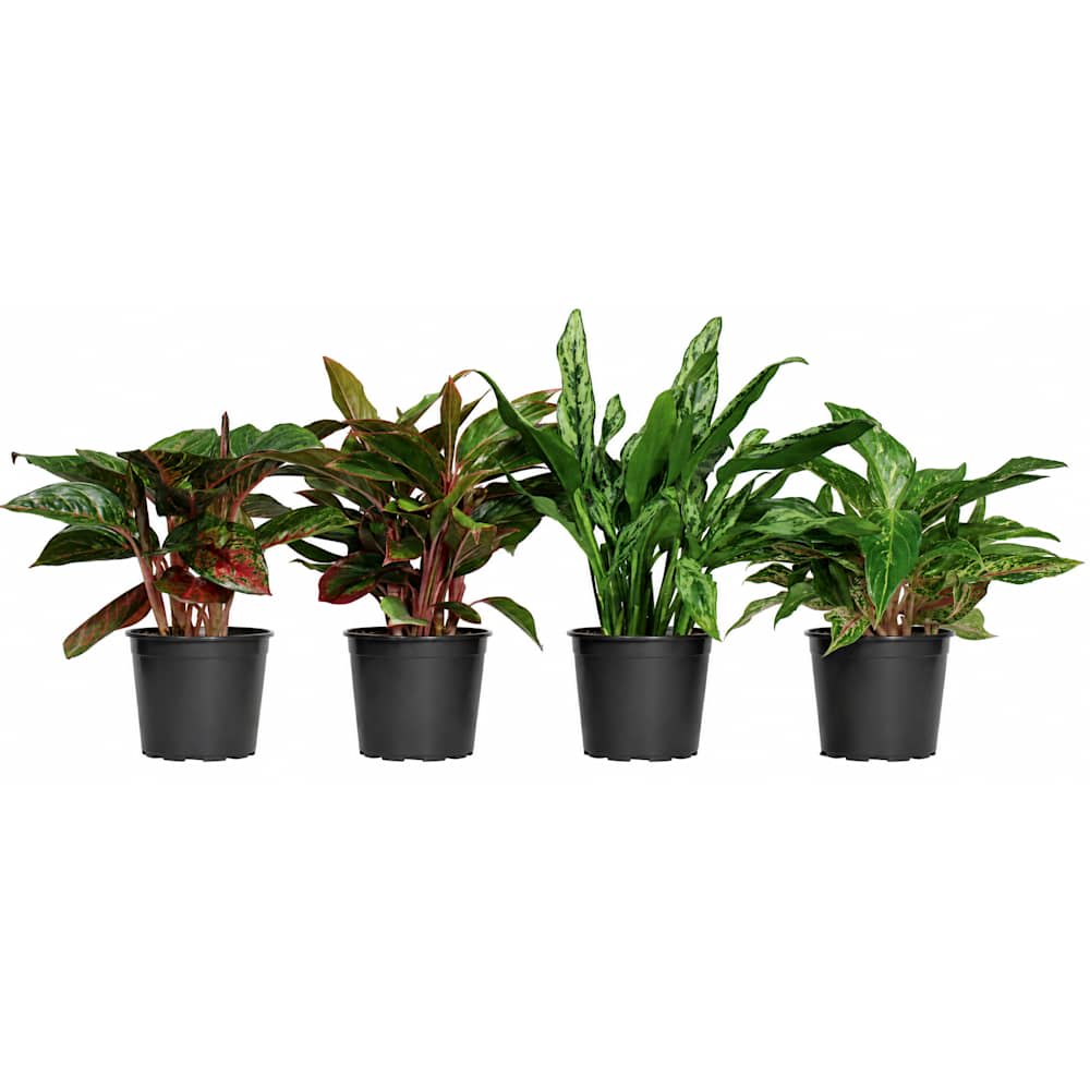 Various Aglaonema Premium 6&nbsp;in Pot