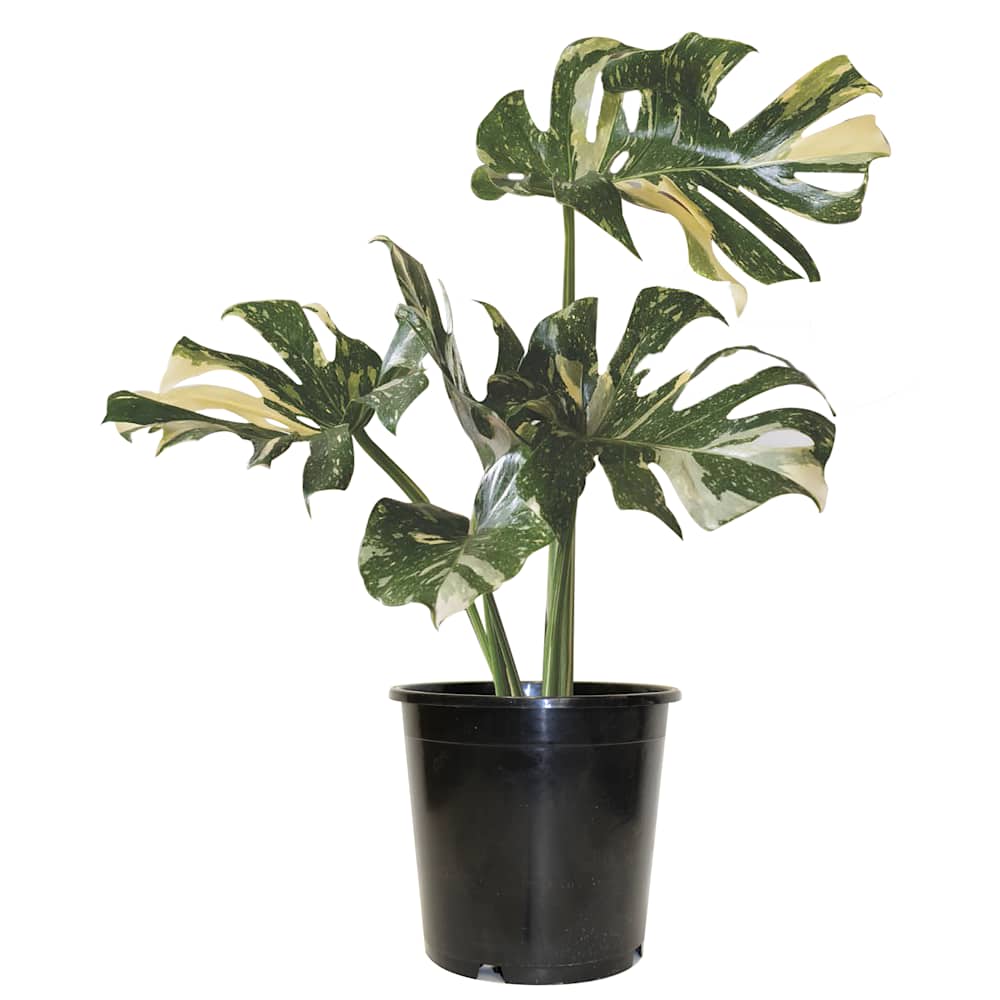 Monstera Constellation 8&nbsp;in Pot