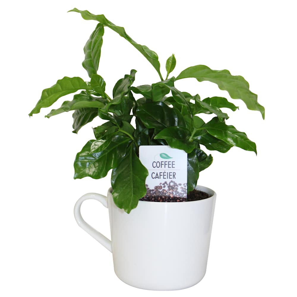 Coffee Tree 4&nbsp;in Ceramic Mug