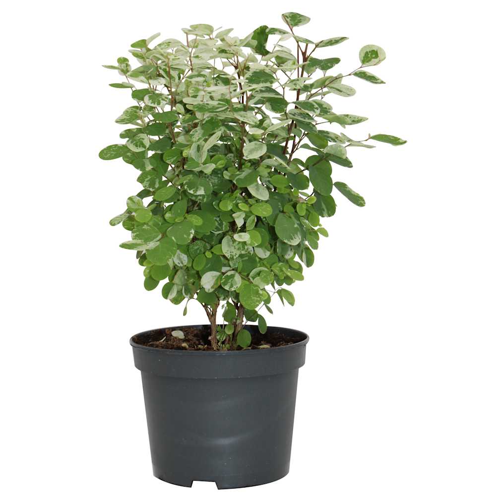 Breynia disticha Snowbush pot 5 po