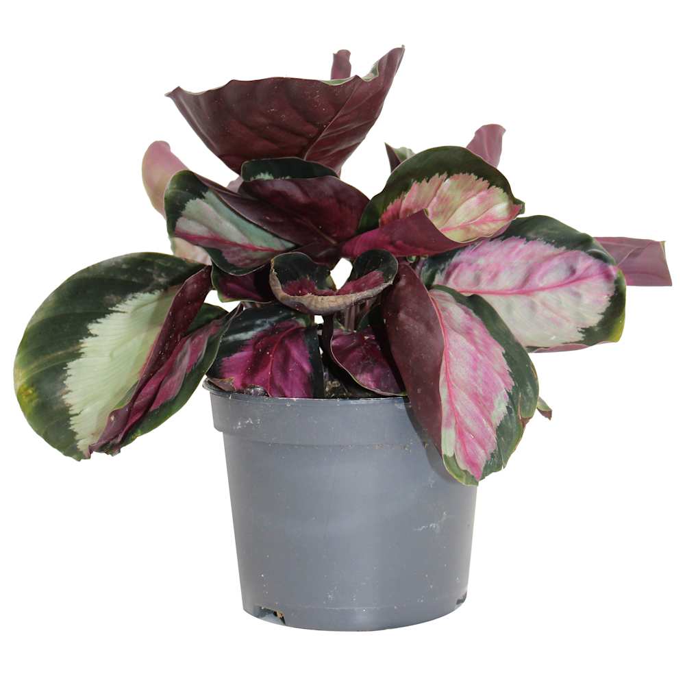 Calathea roseopicta Rosy pot 5 po