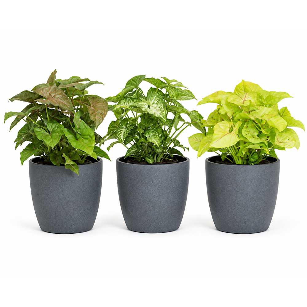 Syngoniums variés en pot de céramique 3 1/2 po