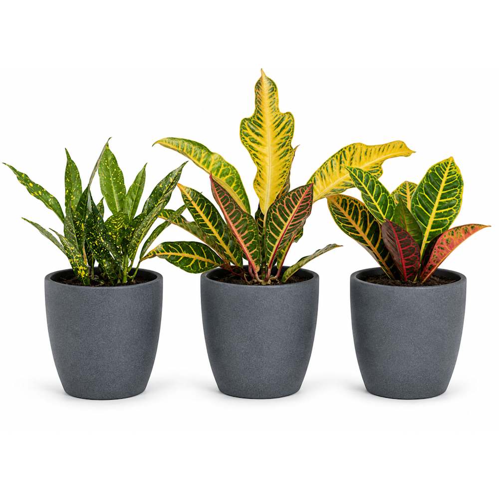Crotons variés en pot de céramique 3 1/2 po