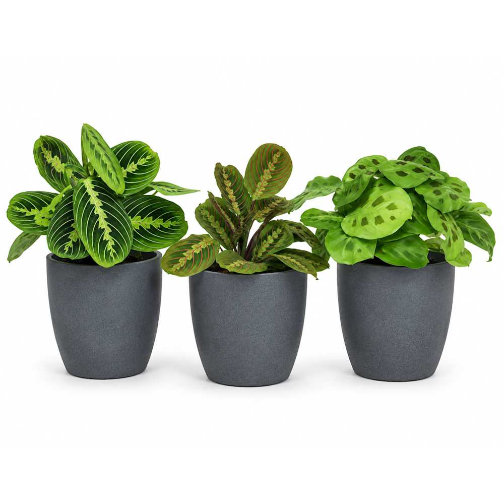 Marantas variées en pot de céramique 3 1/2 po