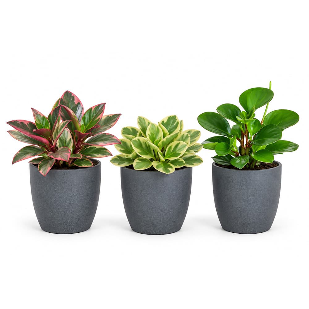 Peperomias variés en pot de céramique 3 1/2 po