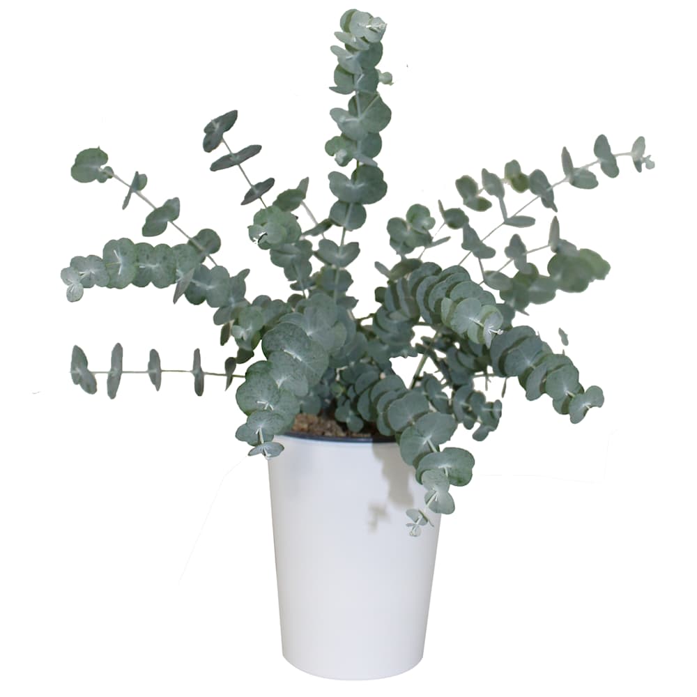 Eucalyptus gunnii Glacier en pot 4 po