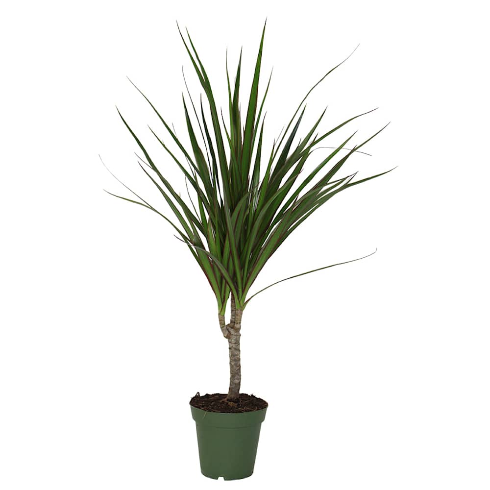 Dracaena marginata sur tige en pot 4 po