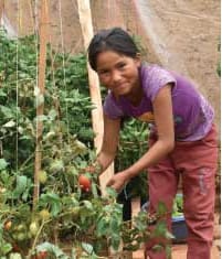 a community garden in Bolivia
