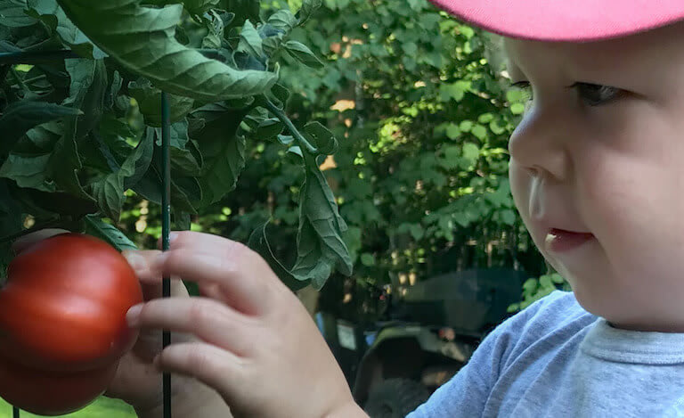 Little boy picking tomatoes