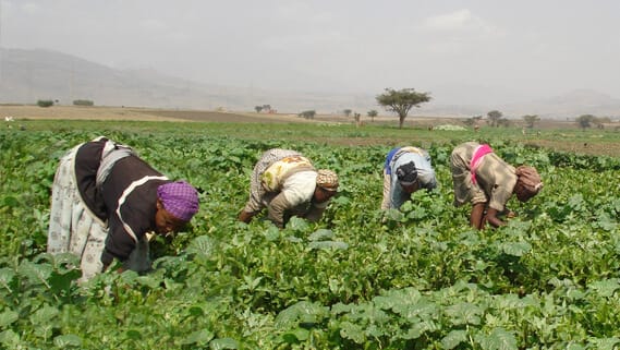 women working on their farm