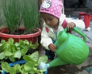 Young Bolivian girl waters lettuce with a green watering can