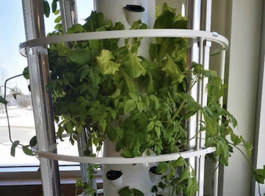 Indoor growing system