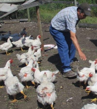 buy charity chickens - Bob feeding his chickens
