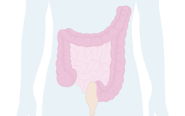 Illustration tjocktarmen och tunntarmen