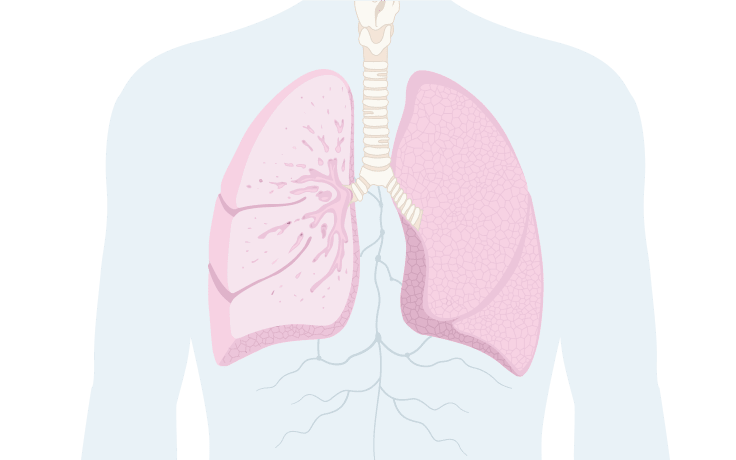 Illustration lungorna