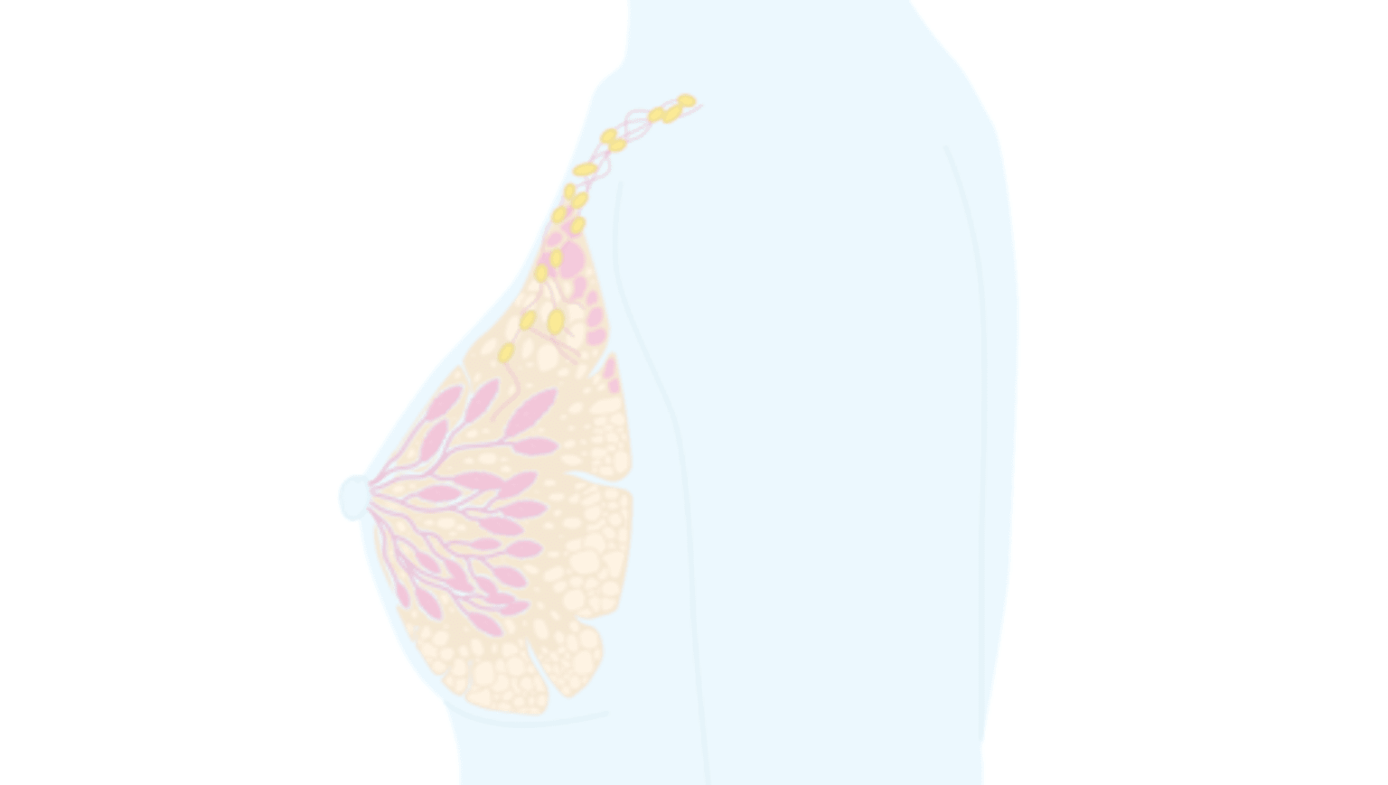 Illustration av ett bröst i genomskärning