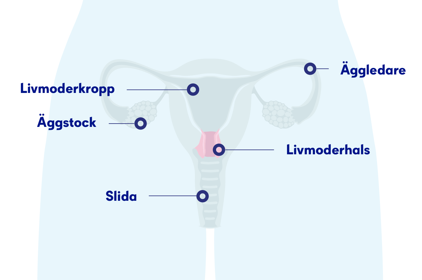 Livmoderhalscancer Symtom Orsaker Och Behandling Cancerfonden