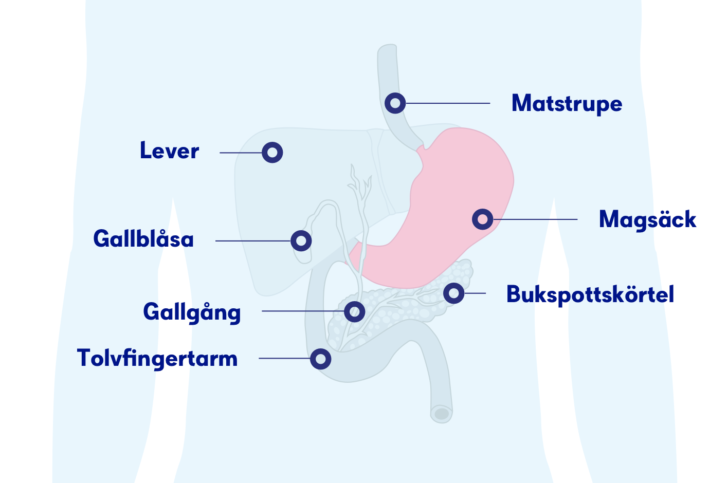 Magcancer Symtom och diagnoser Cancerfonden