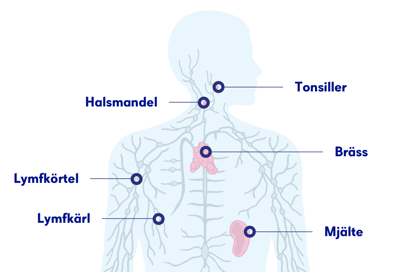 Lymfom Symtom Prognos Och Behandling Cancerfonden 