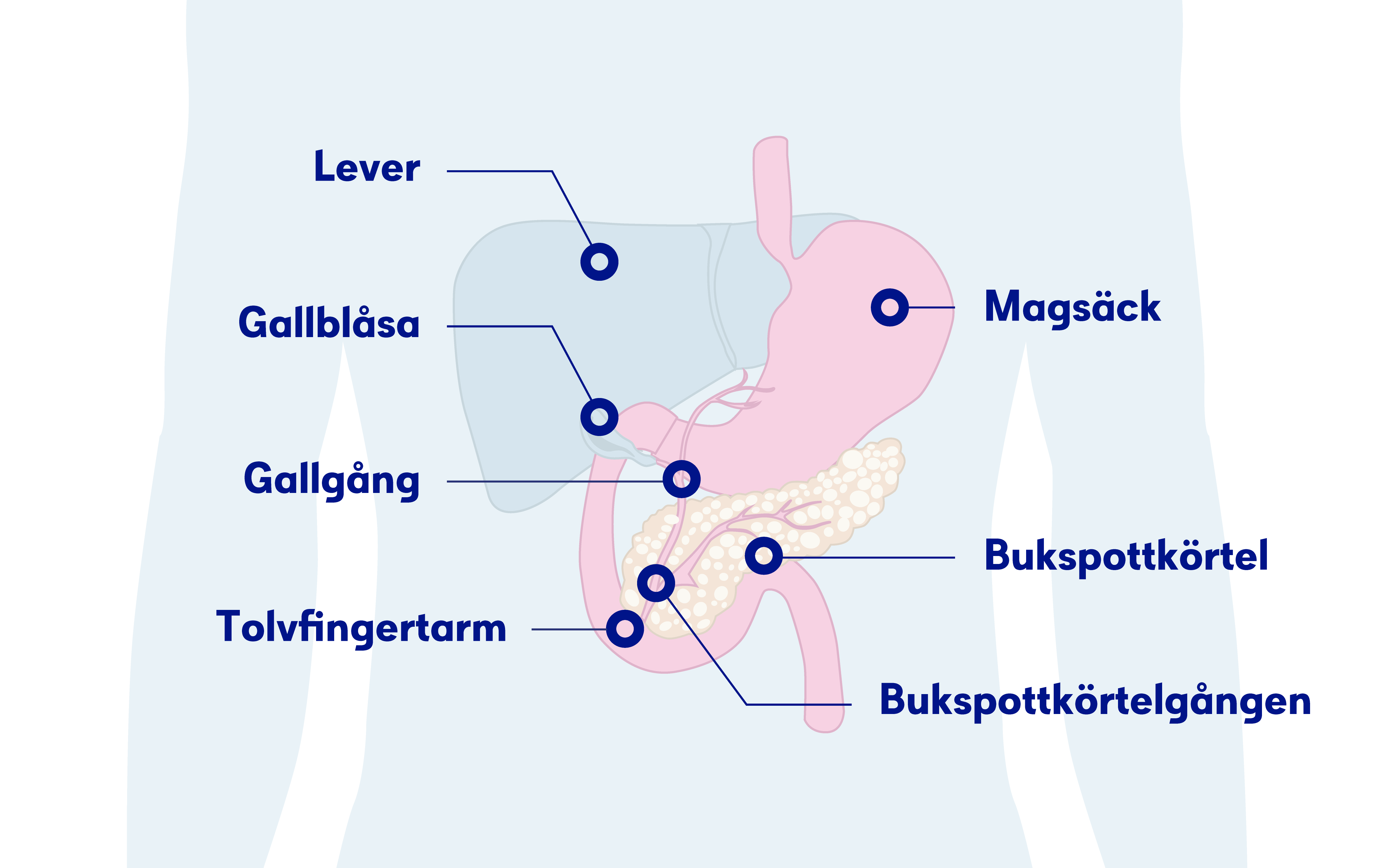 Lättläst om cancer – Cancer i kroppen | Cancerfonden