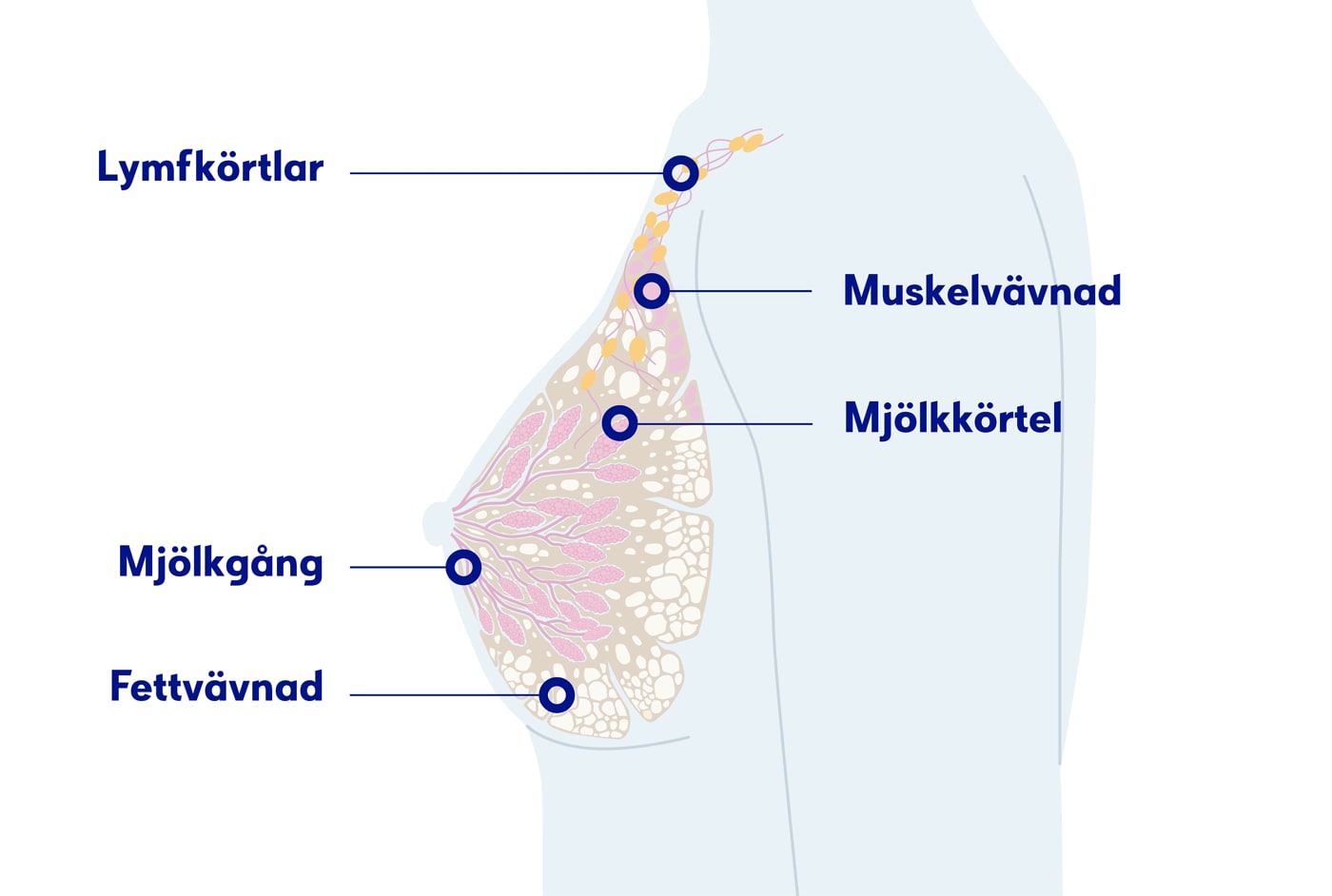 Illustration av ett bröst