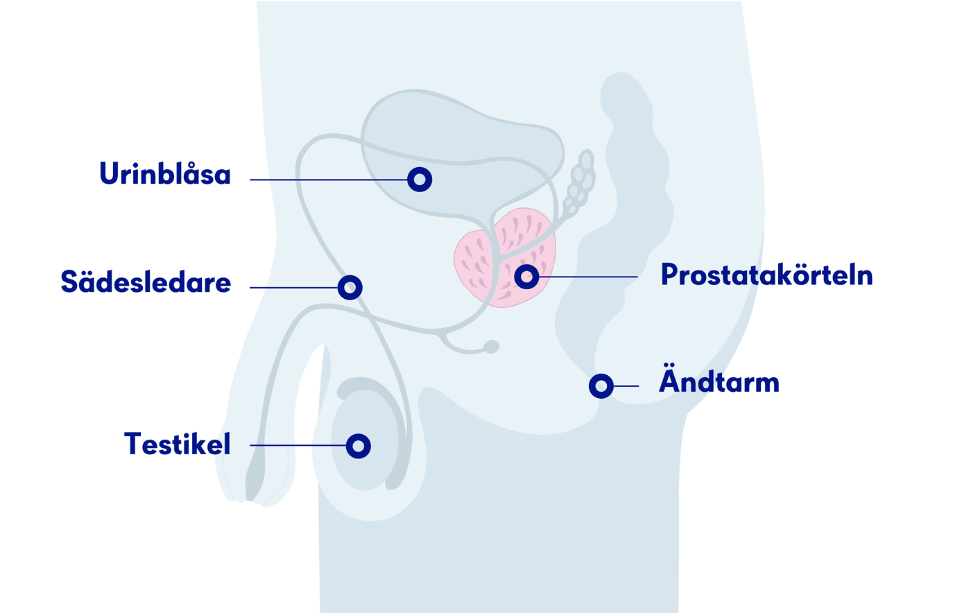 Prostatacancer – Symtom, orsaker och behandling | Cancerfonden