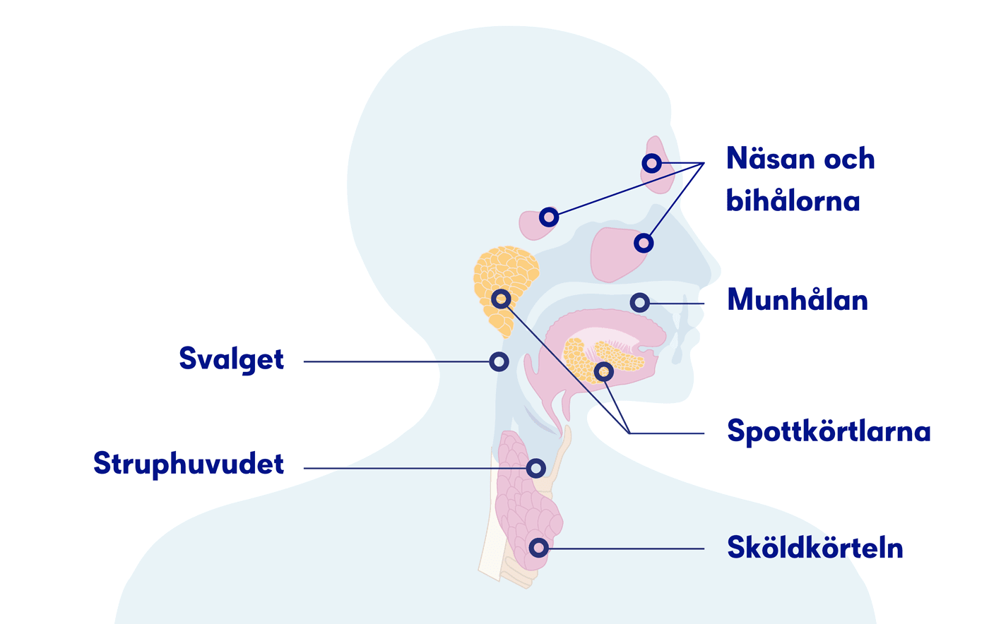 Illustration huvud och hals, huvud-hals-cancer