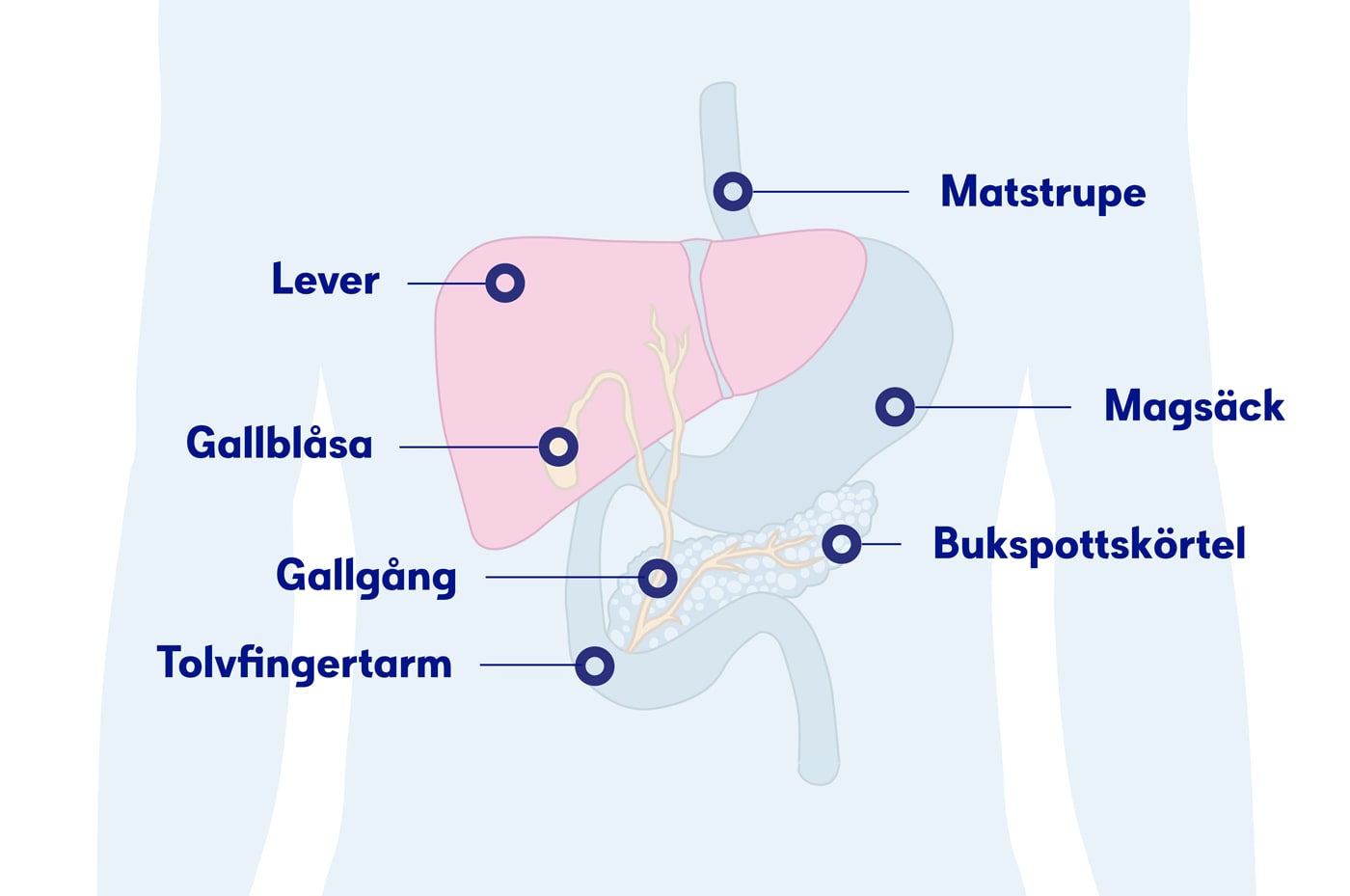 Levercancer – Symtom, orsaker och behandling | Cancerfonden