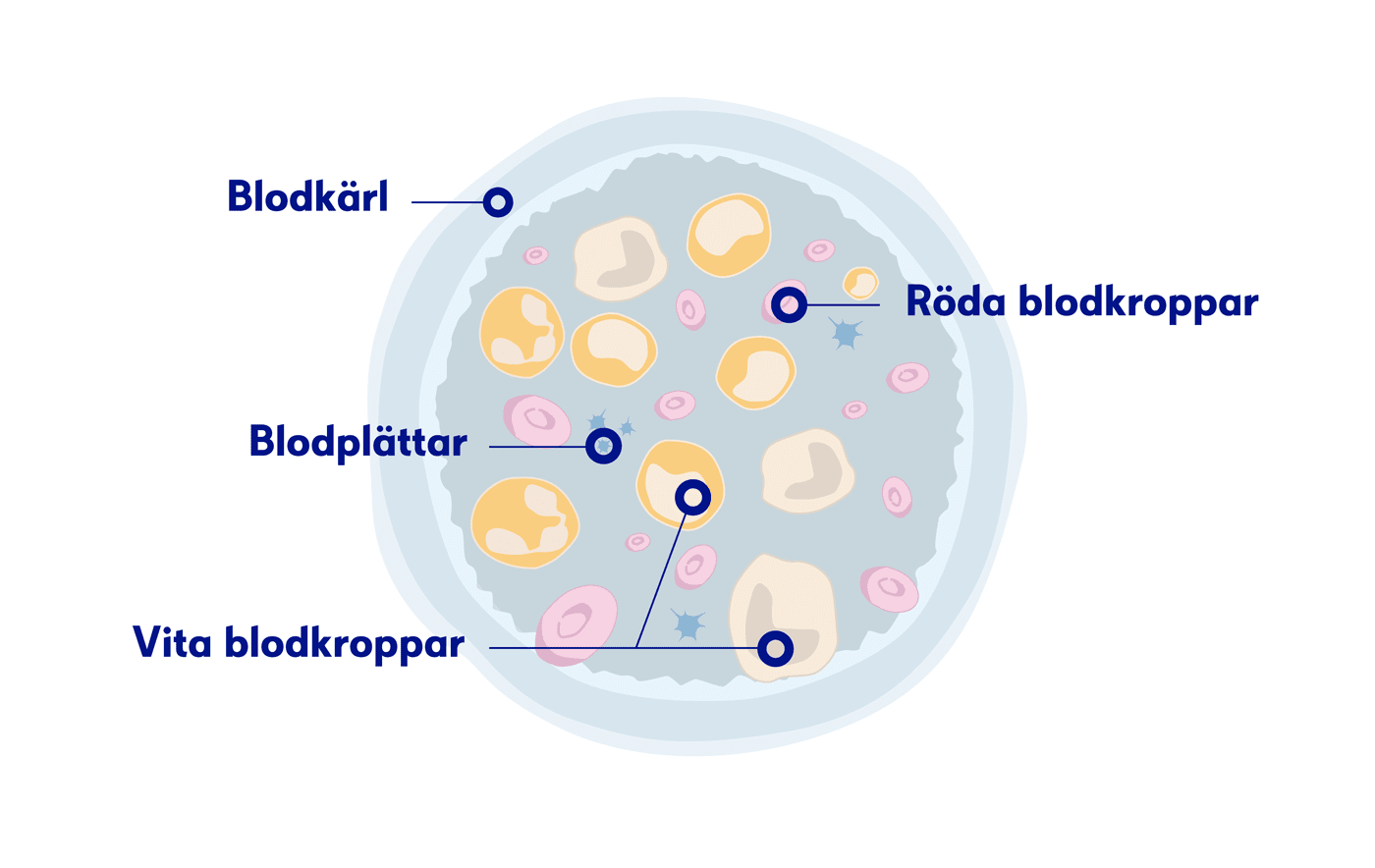 Illustration blodkroppar, leukemi