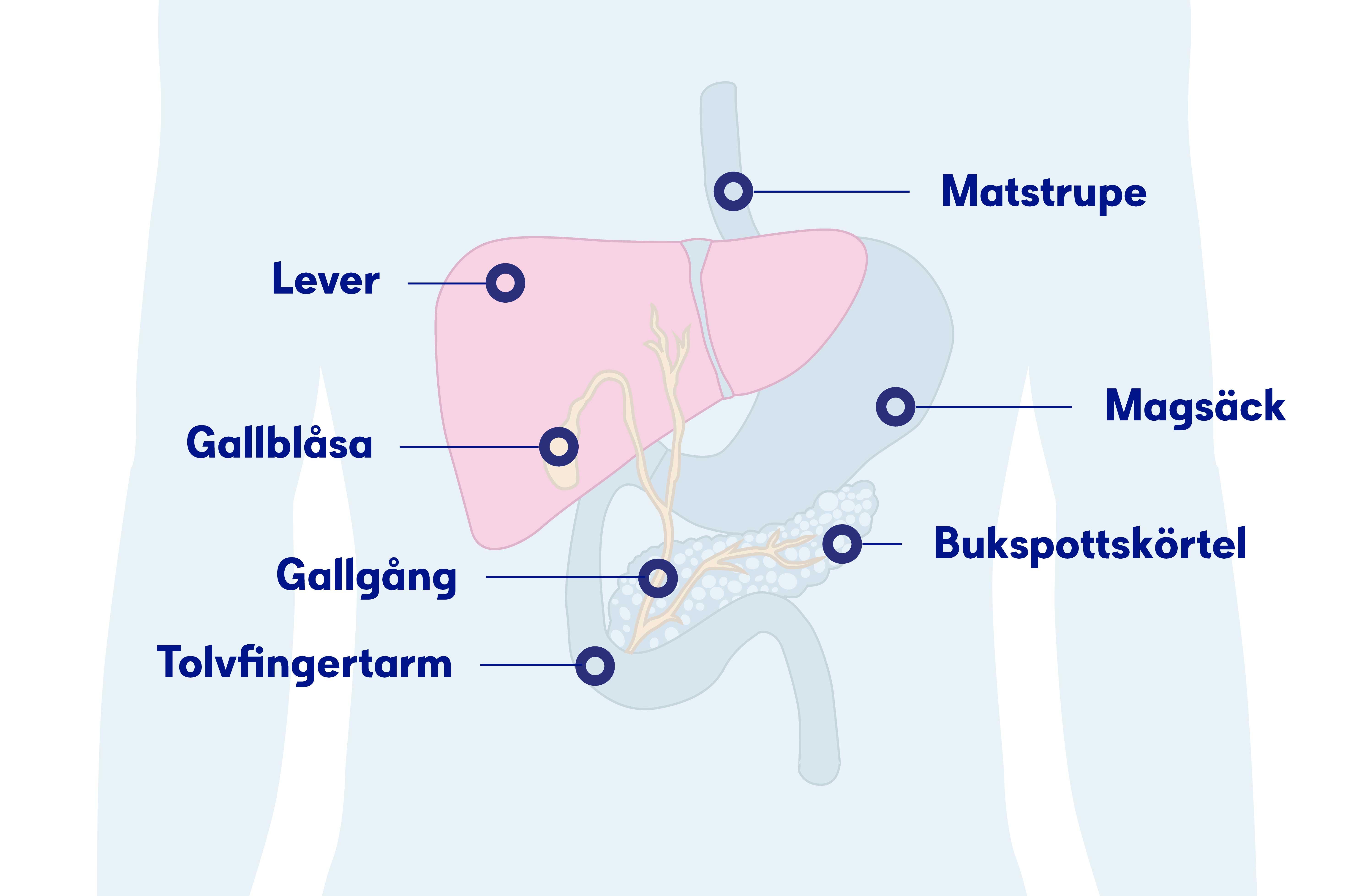 Illustration levern, levercancer