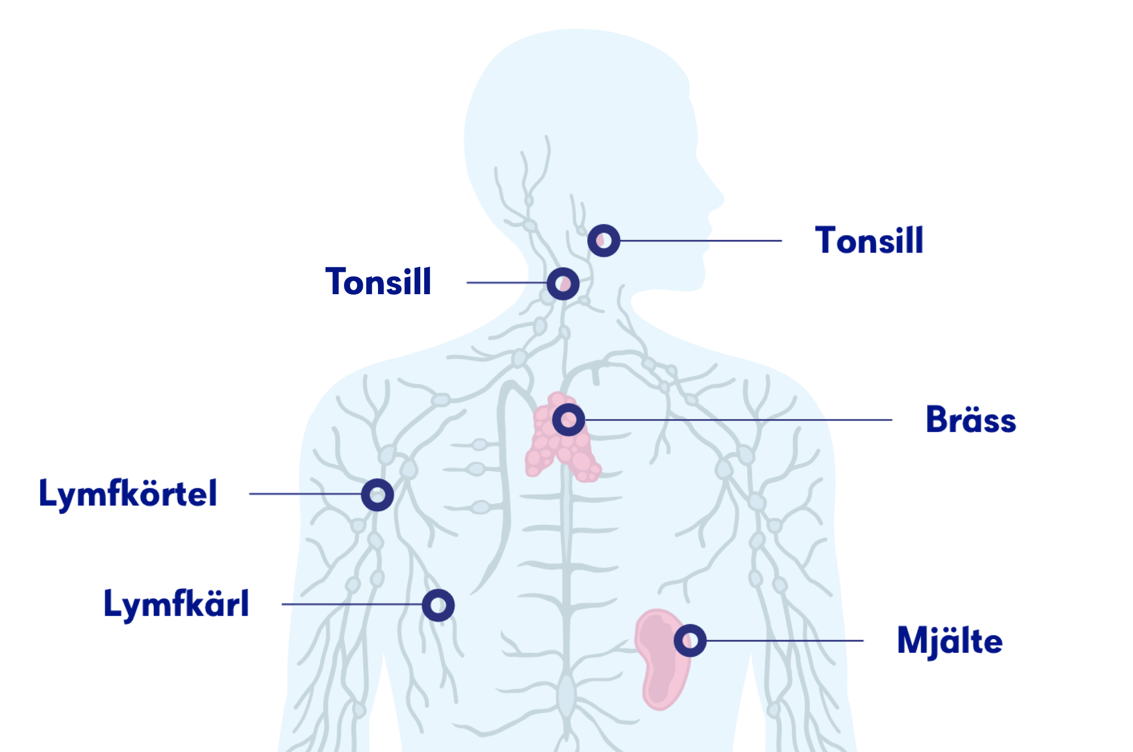 Lymfom (lymfkörtelcancer) – symtom, prognos och behandling | Cancerfonden