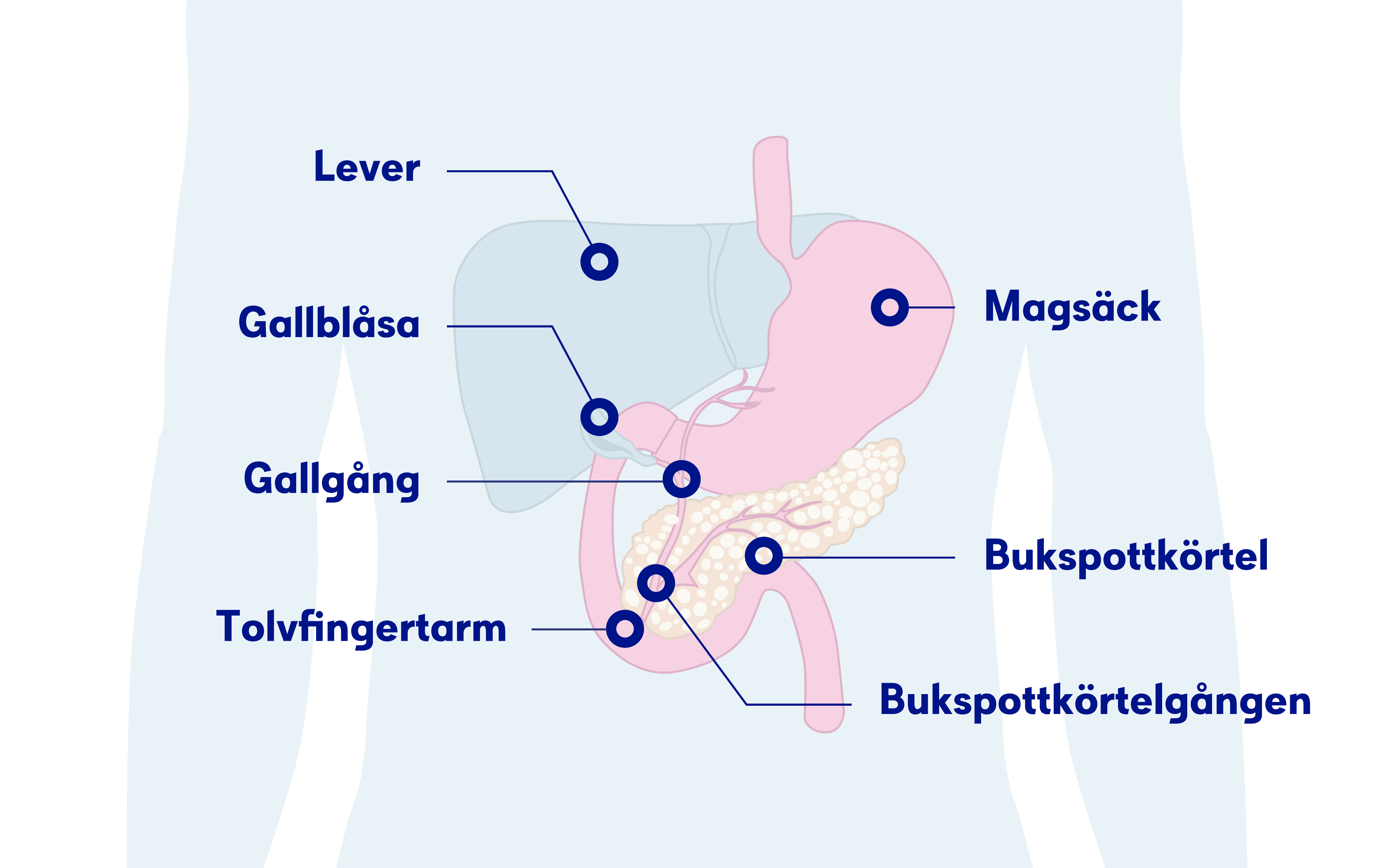 Illustration av bukspottkörteln