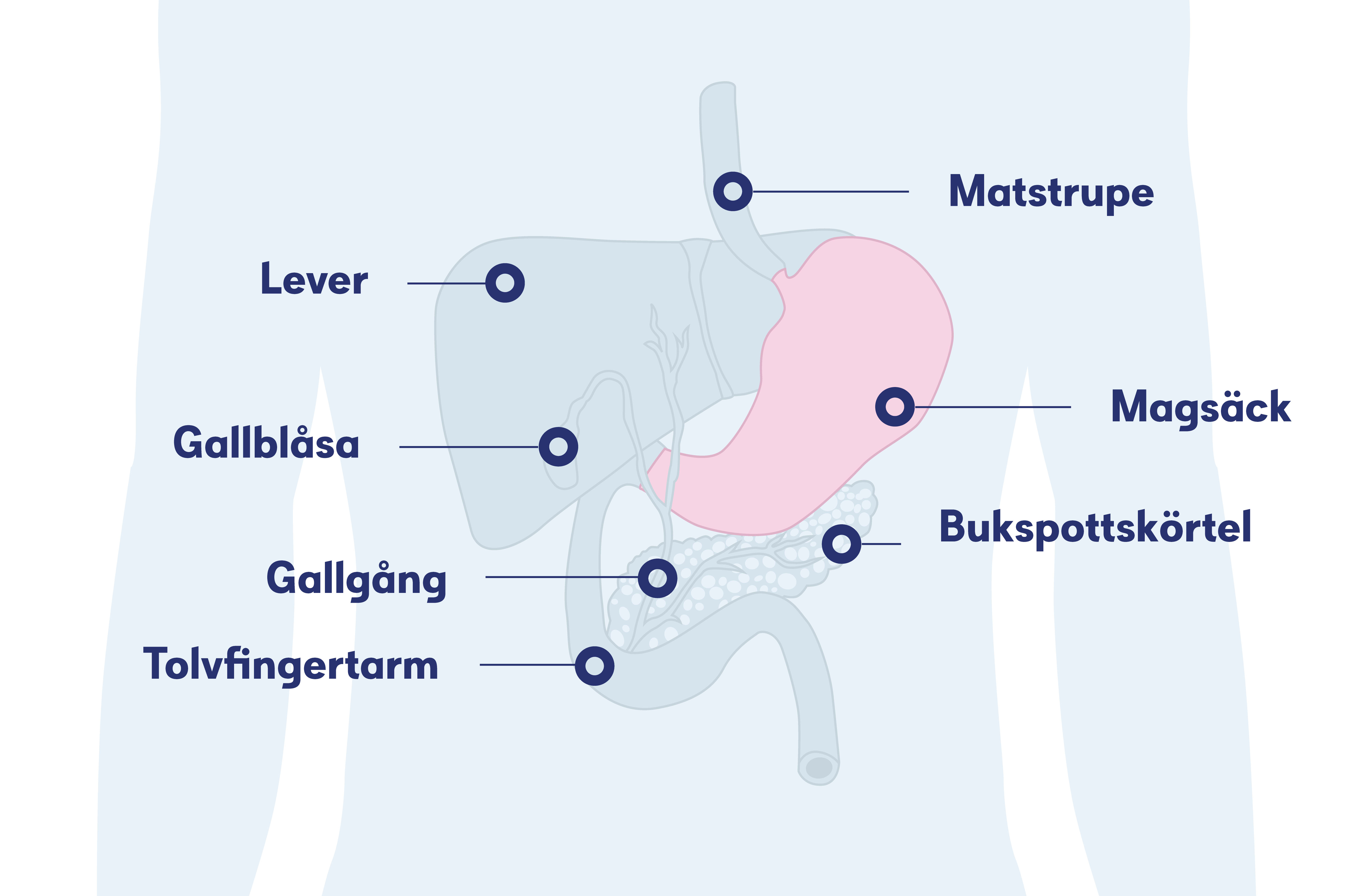 Illustration av magsäcken